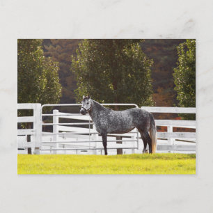 Stand Proud Postcard