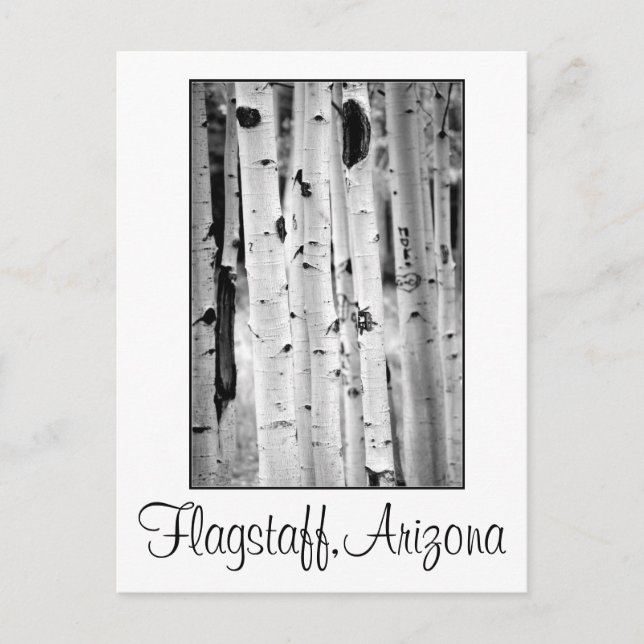 Stand tall Aspen's Flagstaff Postcard (Front)