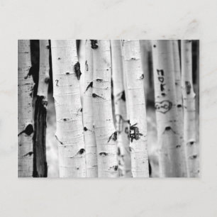 Stand tall Aspen's Postcard