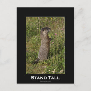 Stand Tall Marmot Postcard