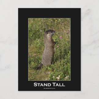Stand Tall Marmot Postcard