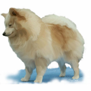 Stand-up Pomeranian Standing Photo Sculpture