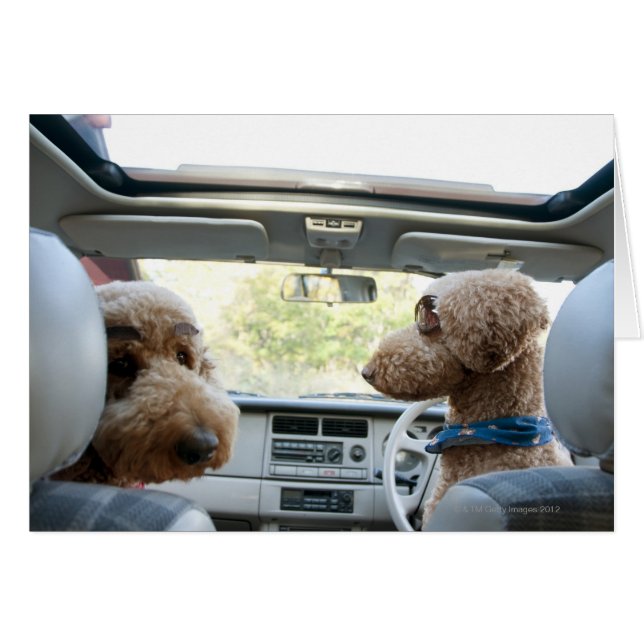 standard poodle (Front Horizontal)