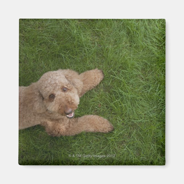 standard poodle 2 magnet (Front)