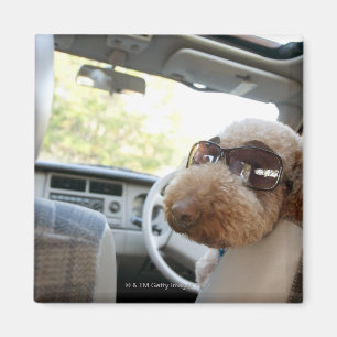 standard poodle 3 magnet