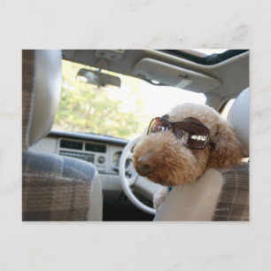 standard poodle 3 postcard