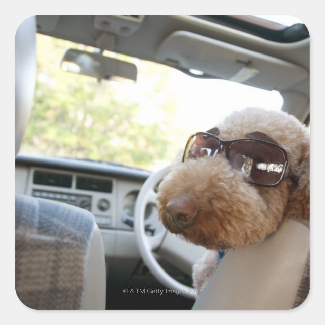 standard poodle 3 square sticker (Front)