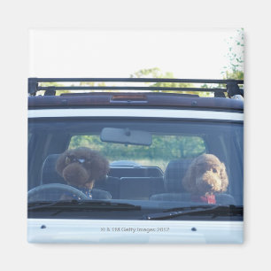 standard poodle 4 magnet