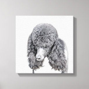 Standard Poodle Black Parti Painting - Dog Art Canvas Print