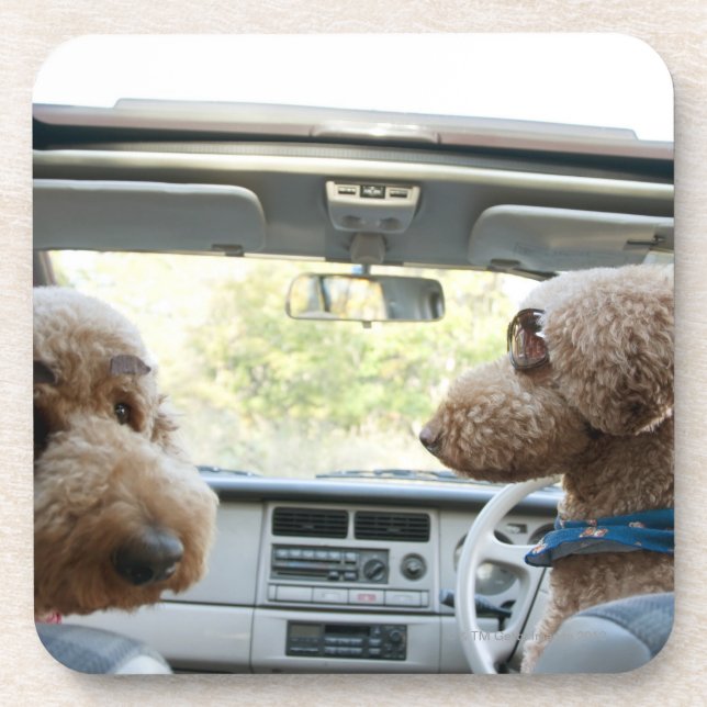 standard poodle coaster (Front)