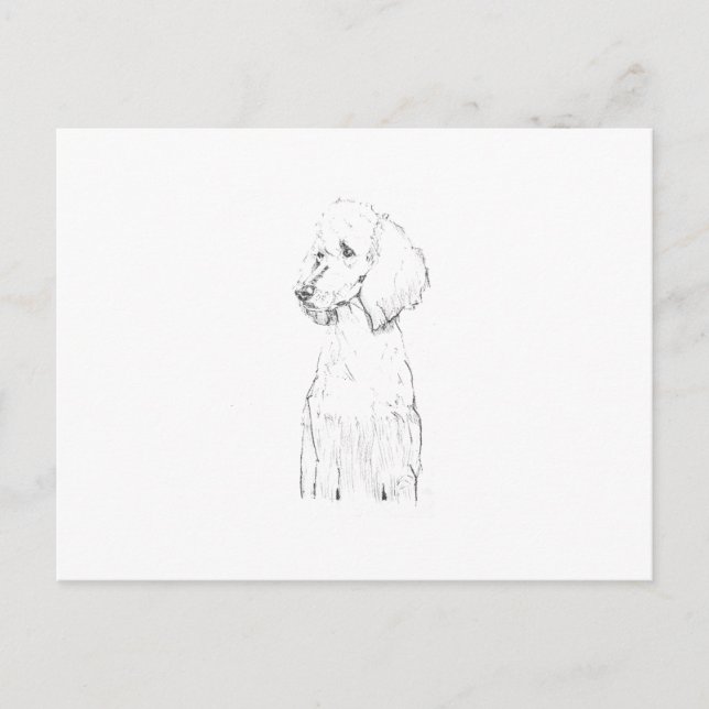 Standard Poodle Dog Illustration  Postcard (Front)