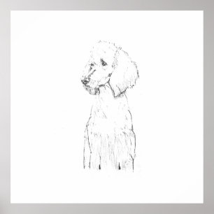 Standard Poodle Dog Illustration  Poster