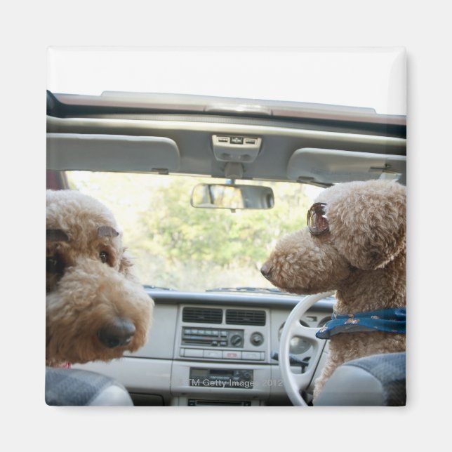 standard poodle magnet (Front)