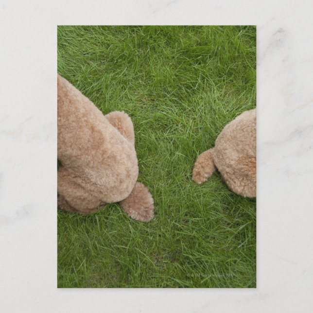 standard poodle postcard (Front)