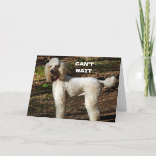  STANDARD POODLE says "HAPPY "60th BIRTHDAY" Card