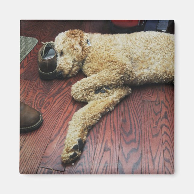 Standard Poodle Sleeping on Floor Magnet (Front)