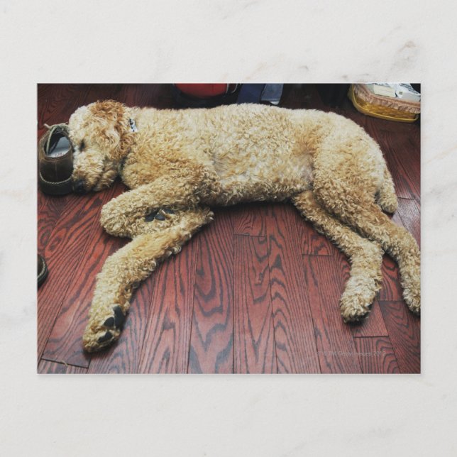 Standard Poodle Sleeping on Floor Postcard (Front)