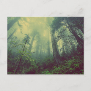 Standard Postcard