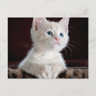 Standard Postcard