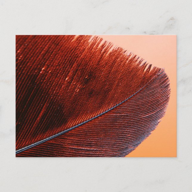 Standard Postcard (Front)