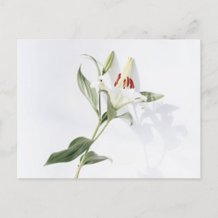 Standard Postcard