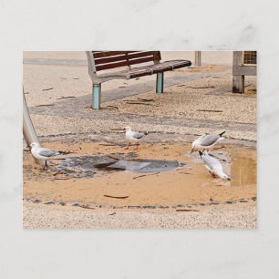 Standard Postcard