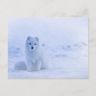 Standard Postcard