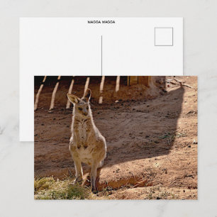 standard postcard