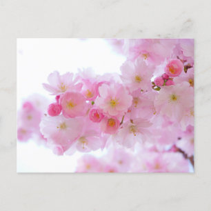 Standard Postcard
