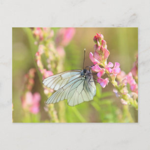 Standard Postcard