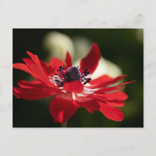 Standard Postcard