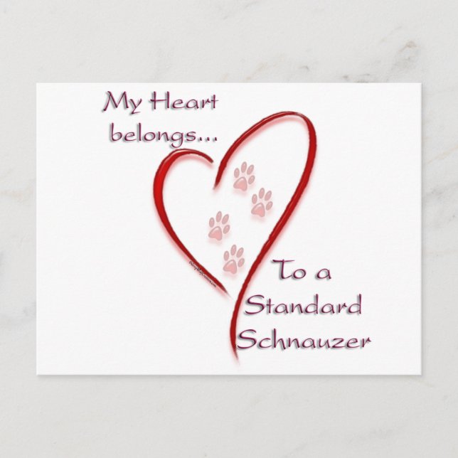 Standard Schnauzer Heart Belongs Postcard (Front)