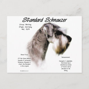 Standard Schnauzer History Design Postcard