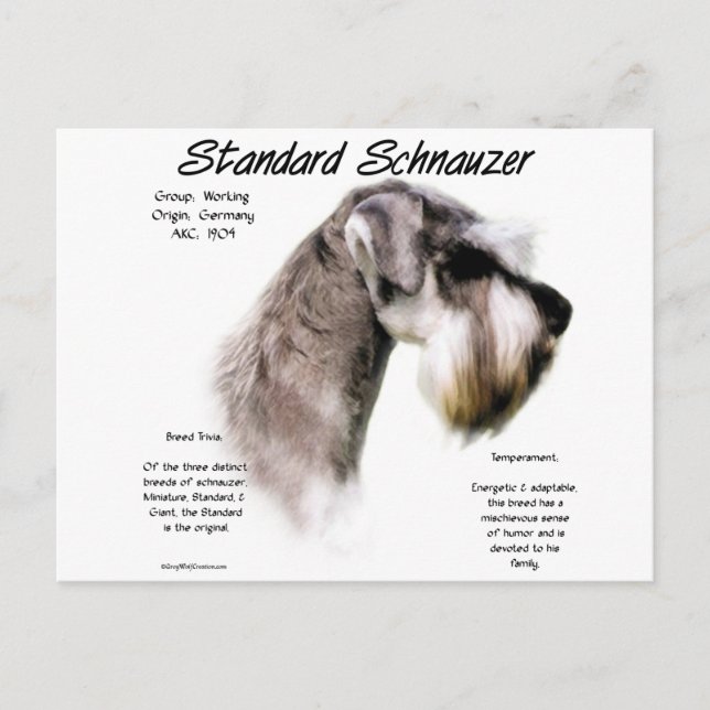 Standard Schnauzer History Design Postcard (Front)