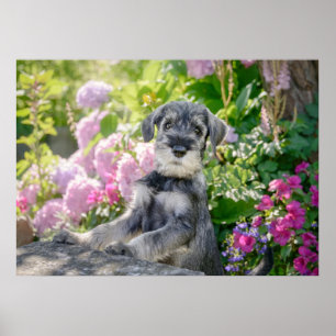 Standard Schnauzer Puppy in a Flowering Garden Poster