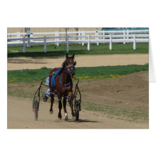 Standardbred