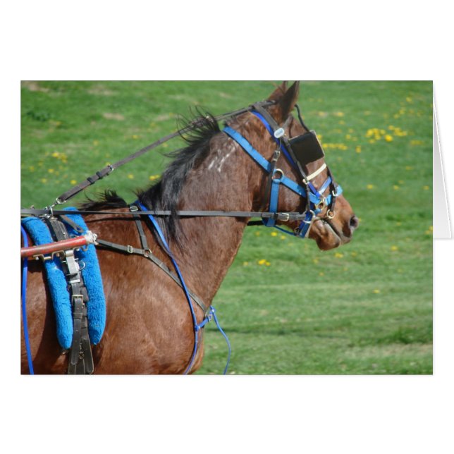 Standardbred (Front Horizontal)