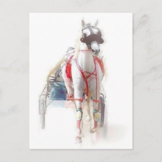 Standardbred Horse Postcard