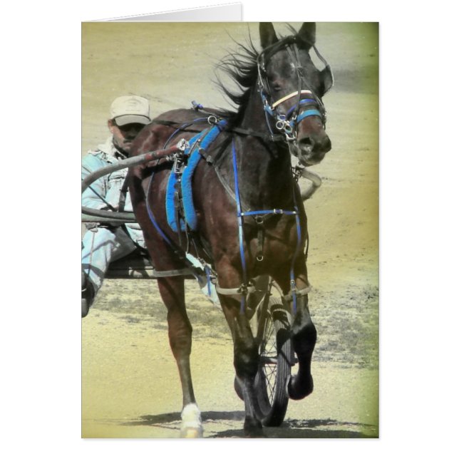 Standardbred Race Horse (Front)