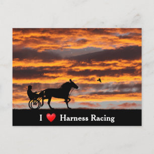 Standardbred Trotting Racehorse Postcard