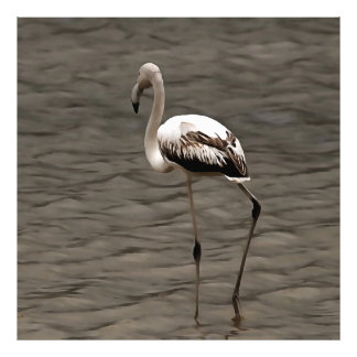 Standing Alone Juvenile Flamingo Art Photo Print