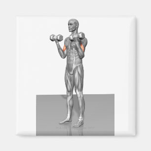 Standing Biceps Curl 2 Magnet