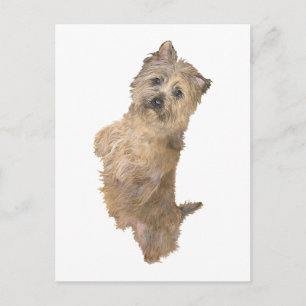 Standing Cairn Terrier Postcard