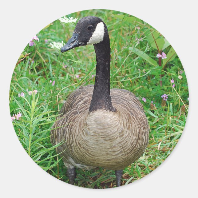 Standing Canadian Goose Sticker (Front)