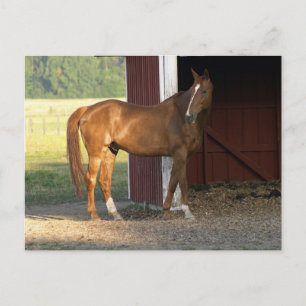 Standing Chestnut Postcard