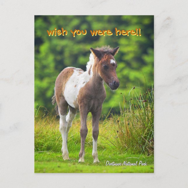 Standing Dartmoor Pony Foal postcard (Front)