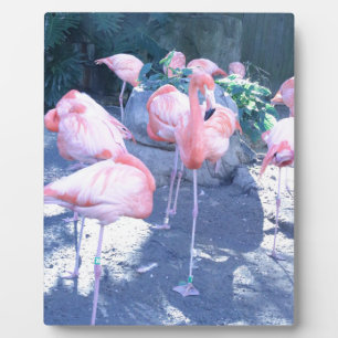 Standing Flamingo Plaque