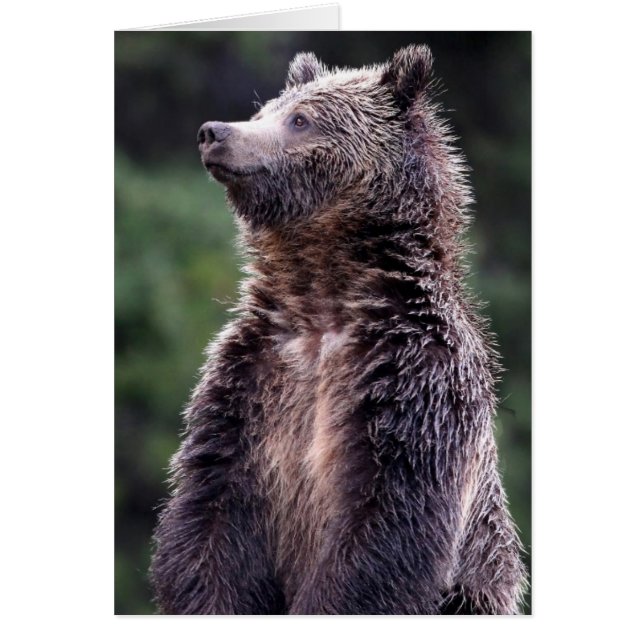 Standing Grizzly Bear (Front)