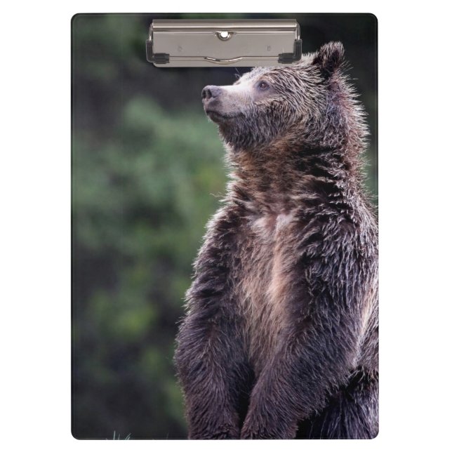 Standing Grizzly Bear Clipboard (Front)