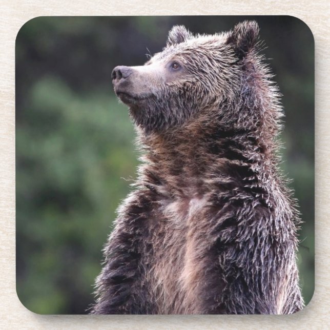 Standing Grizzly Bear Coaster (Front)